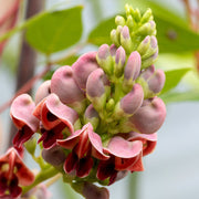 American Potato Bean - 1G Pot