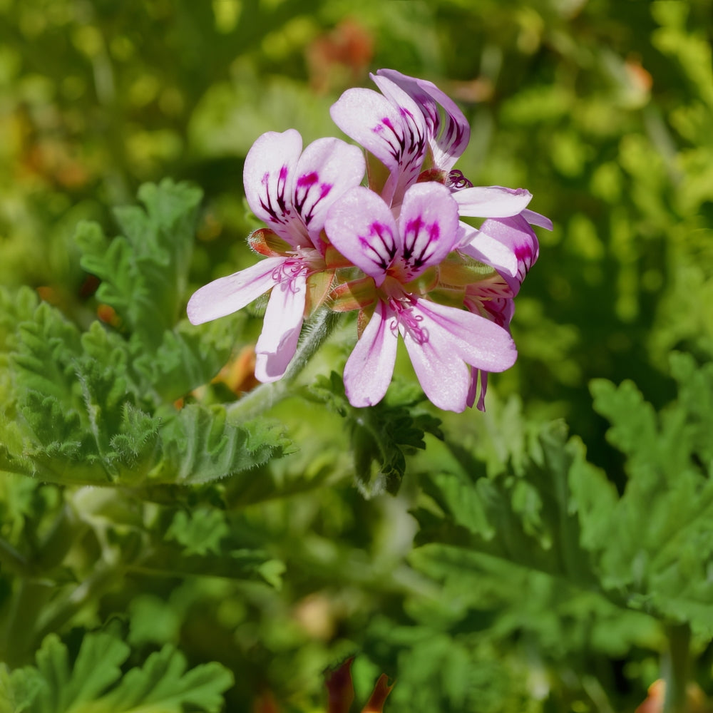 cottage farms direct 2.5 qt. citronella lavender blooms mosquito plant Citronella Mosquito Plant - 1G Pot