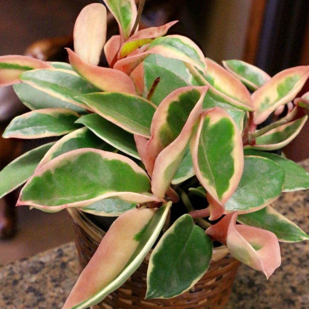 Hoya carnosa 'Krimson Queen' - 4" Pot