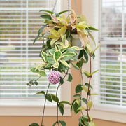 Krimson Queen, Hoya Wax Plant - 10" Hanging Basket