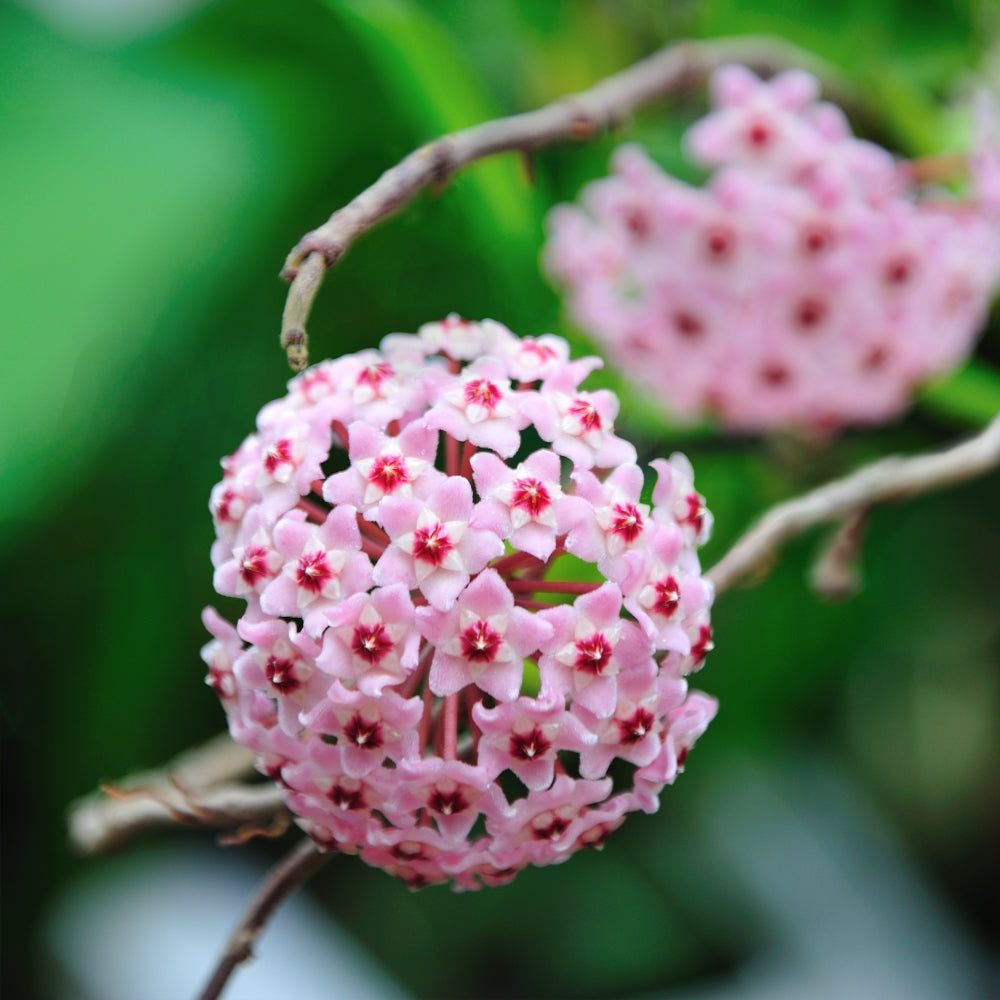 Krimson Queen, Hoya Wax Plant - 10" Hanging Basket