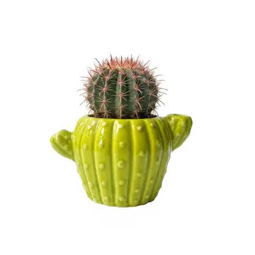 Buzzy Cactus Grow Kit - 2.24 oz