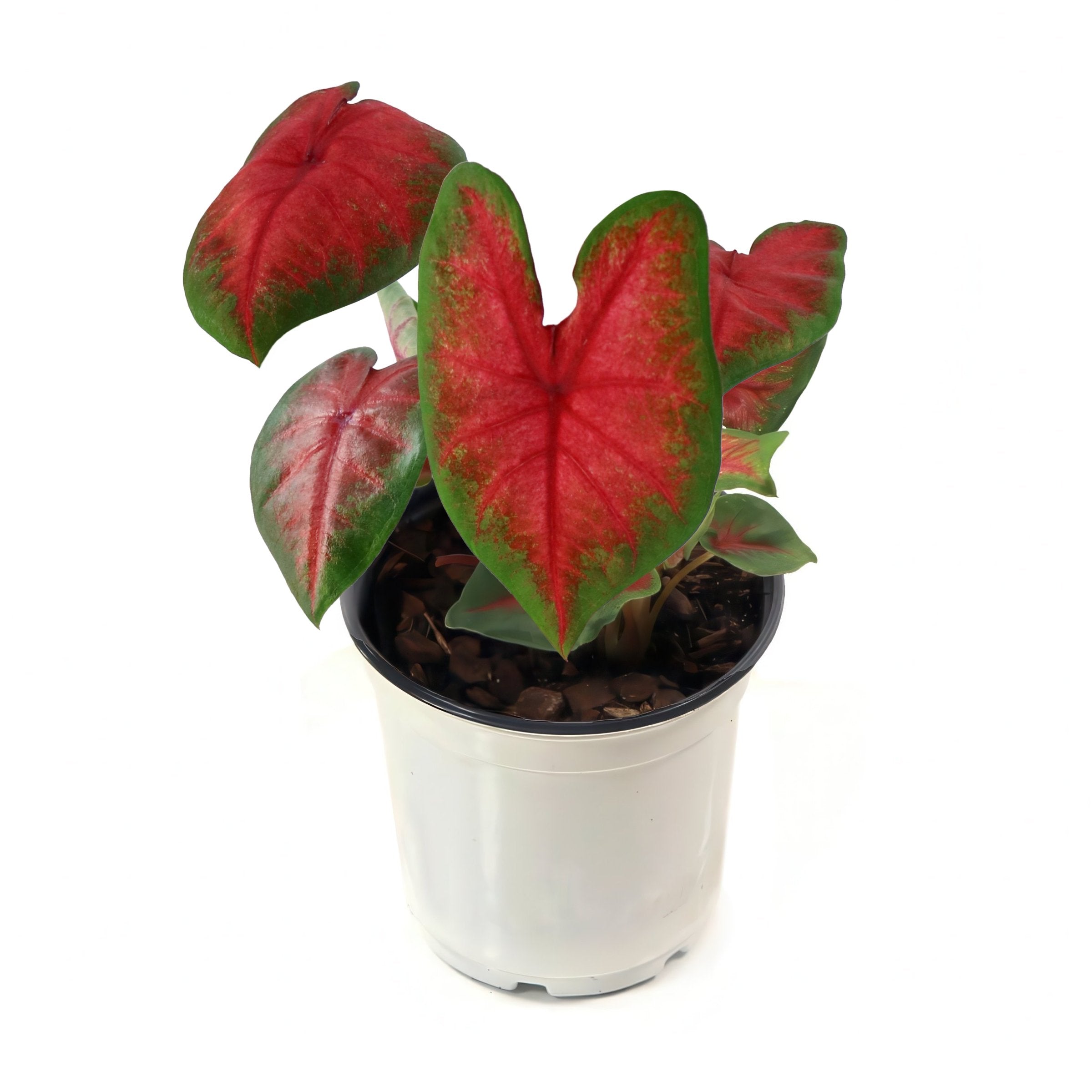 'Bombshell' Caladium - 4" Pot