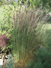 Calamagrostis x acutiflora 'Karl Foerster' - 4" Pot (PICK UP ONLY)