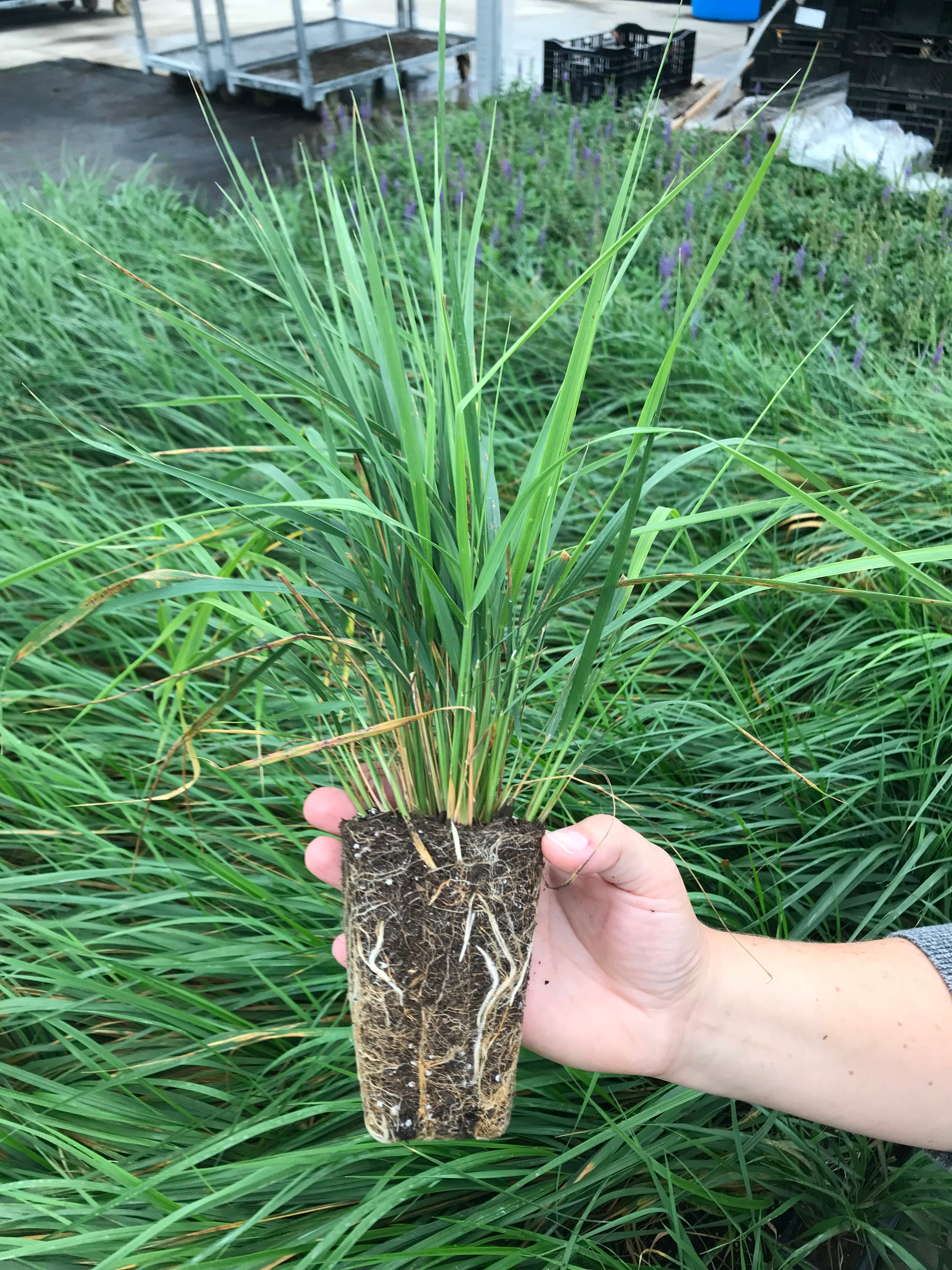 Calamagrostis x acutiflora 'Karl Foerster' - 4" Pot (PICK UP ONLY)