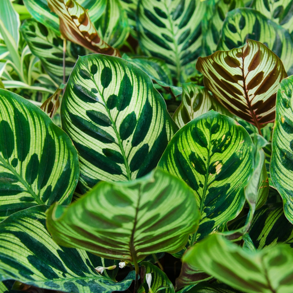 Peacock Prayer Plant - 4" Pot