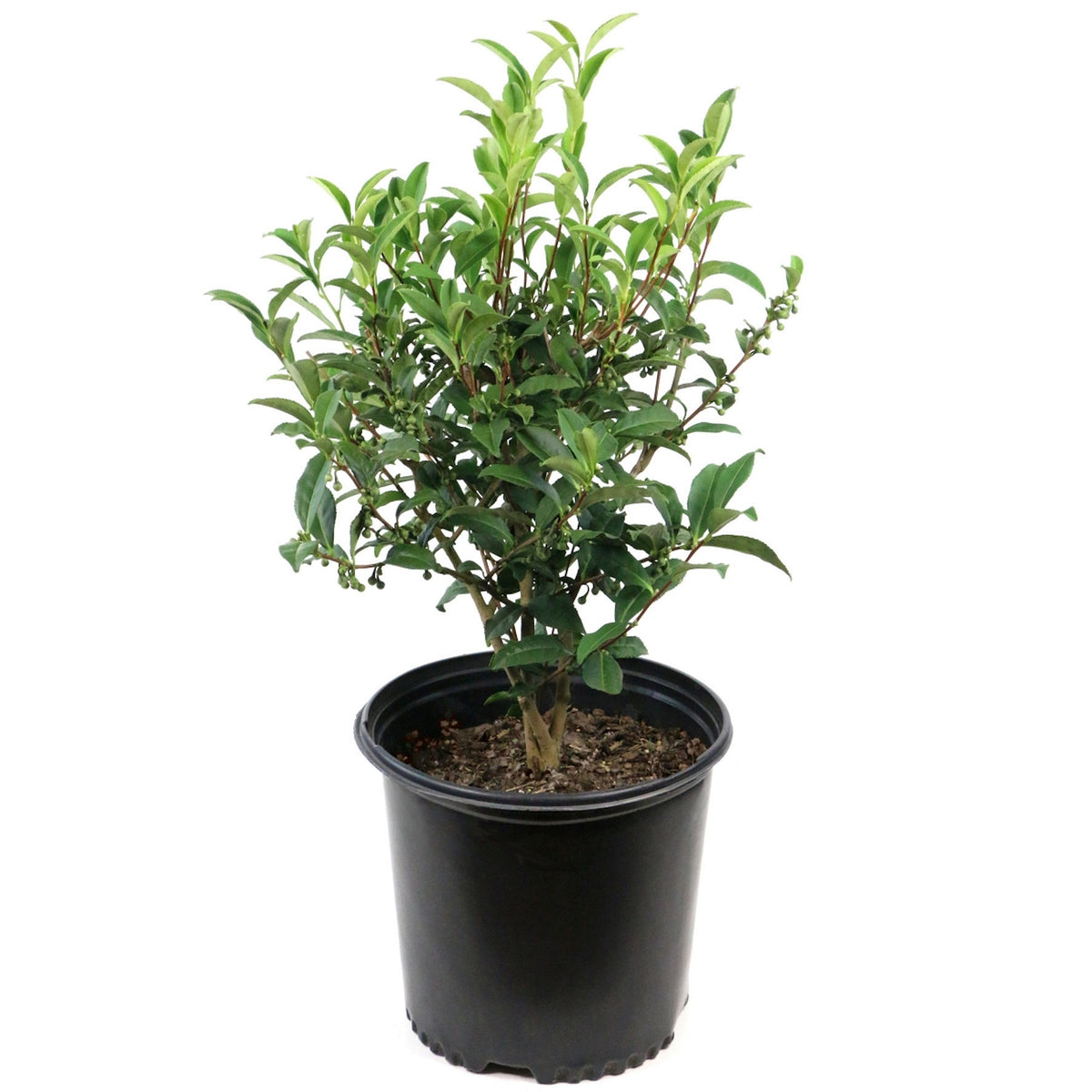 Camellia Green Tea - 1 Gallon Pot (NOVEMBER PICK UP SALE)