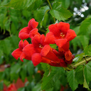Campsis 'Hot Lips' - 3 Gallon Pot