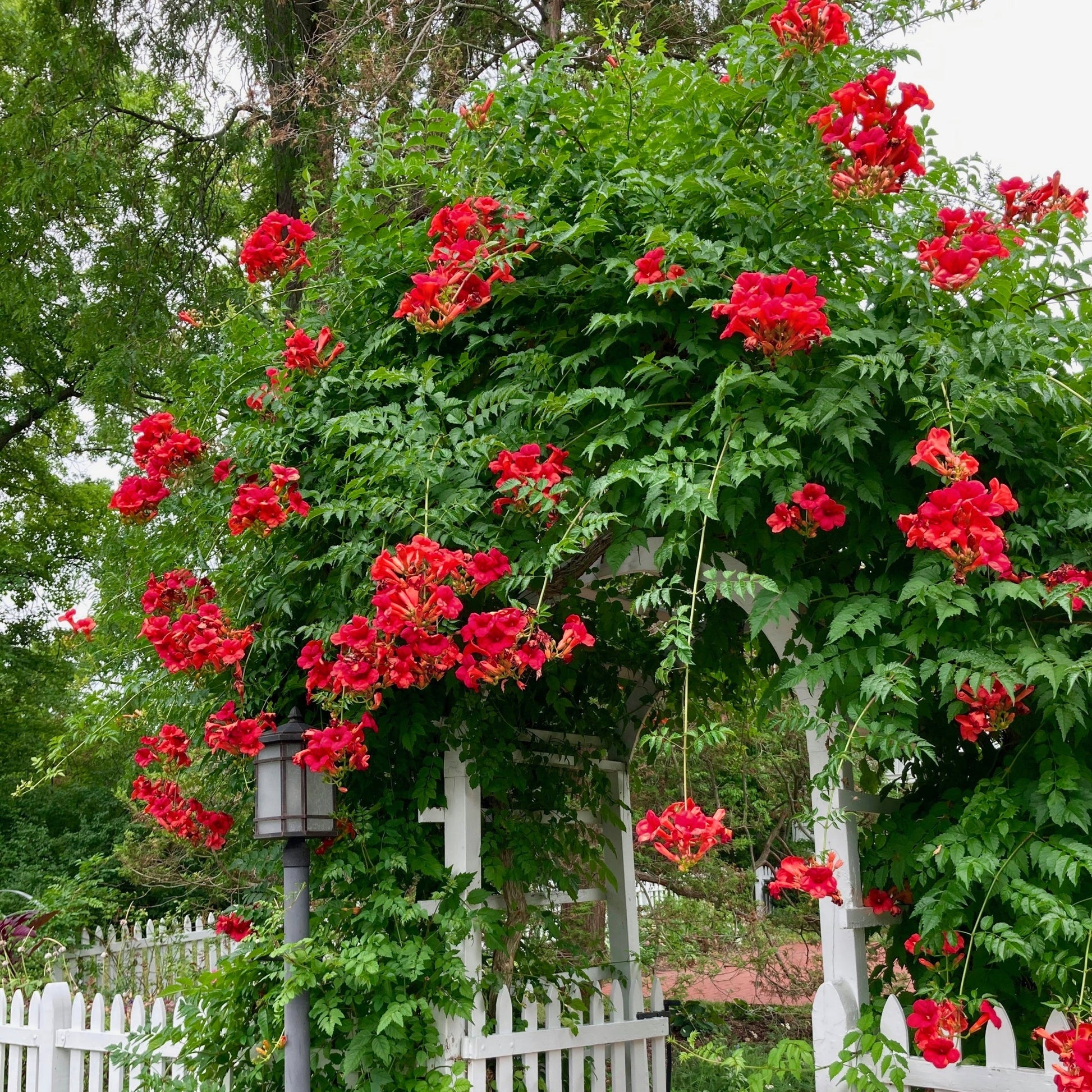 lips plant pot Campsis Hot Lips