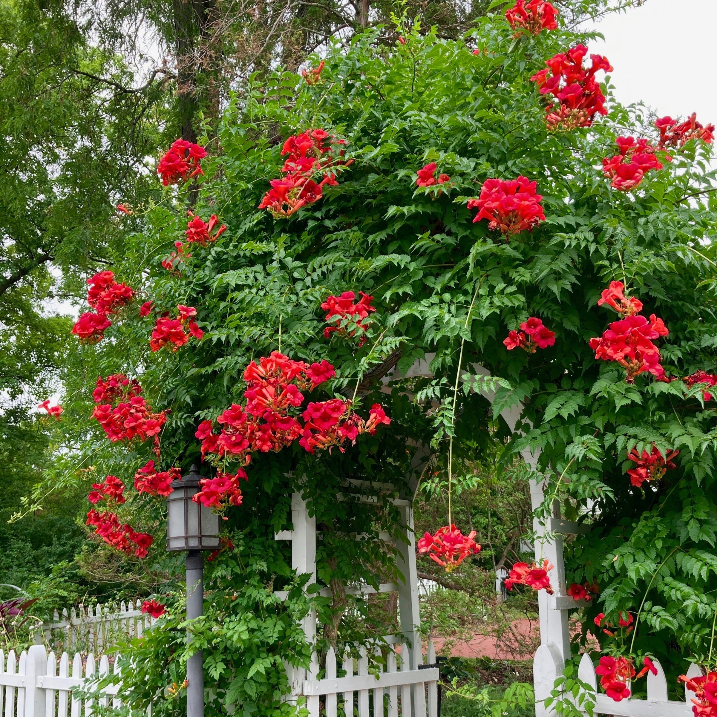 Campsis Hot Lips - 3.25" Pot