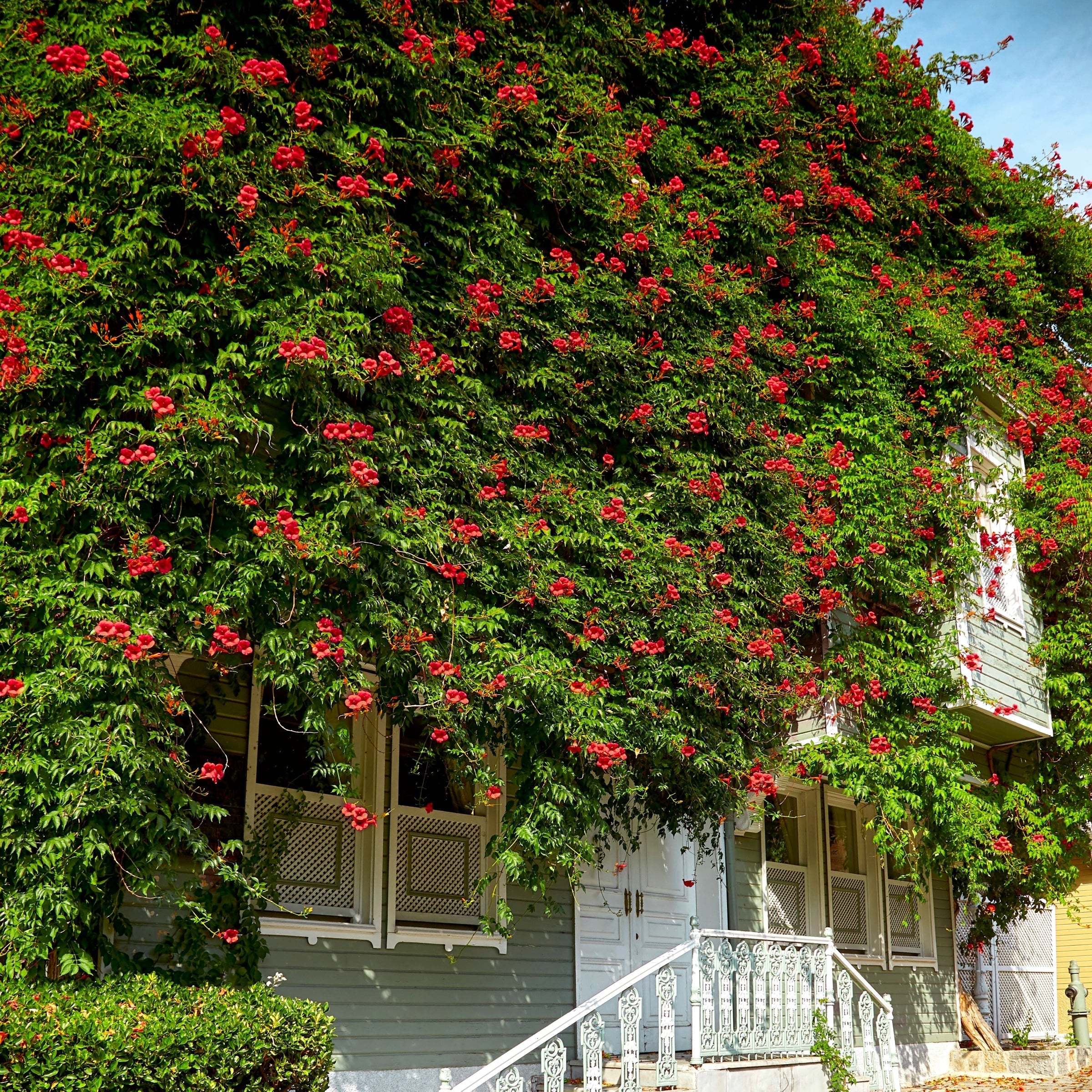 Campsis Hot Lips - 3.25" Pot