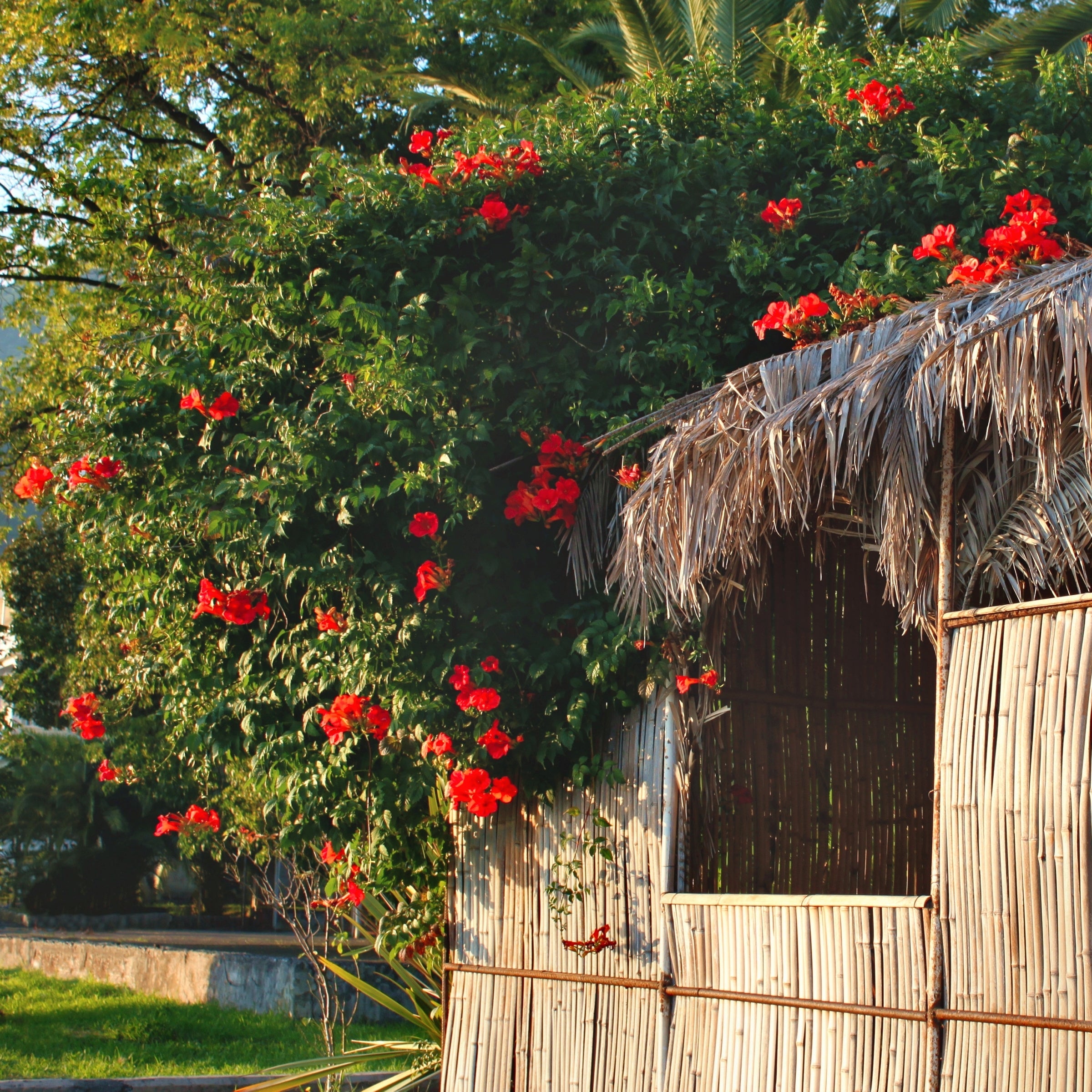 Campsis Hot Lips - 3.25" Pot