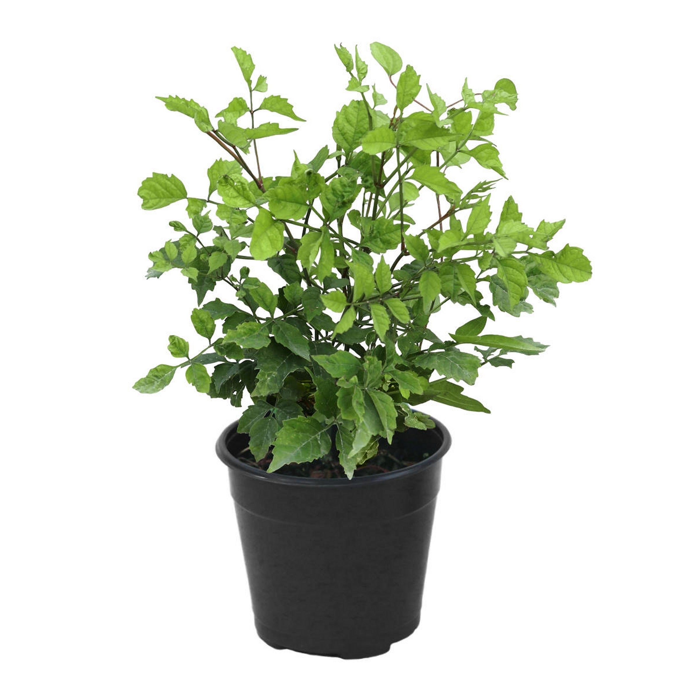Campsis Hot Lips - 3.25" Pot
