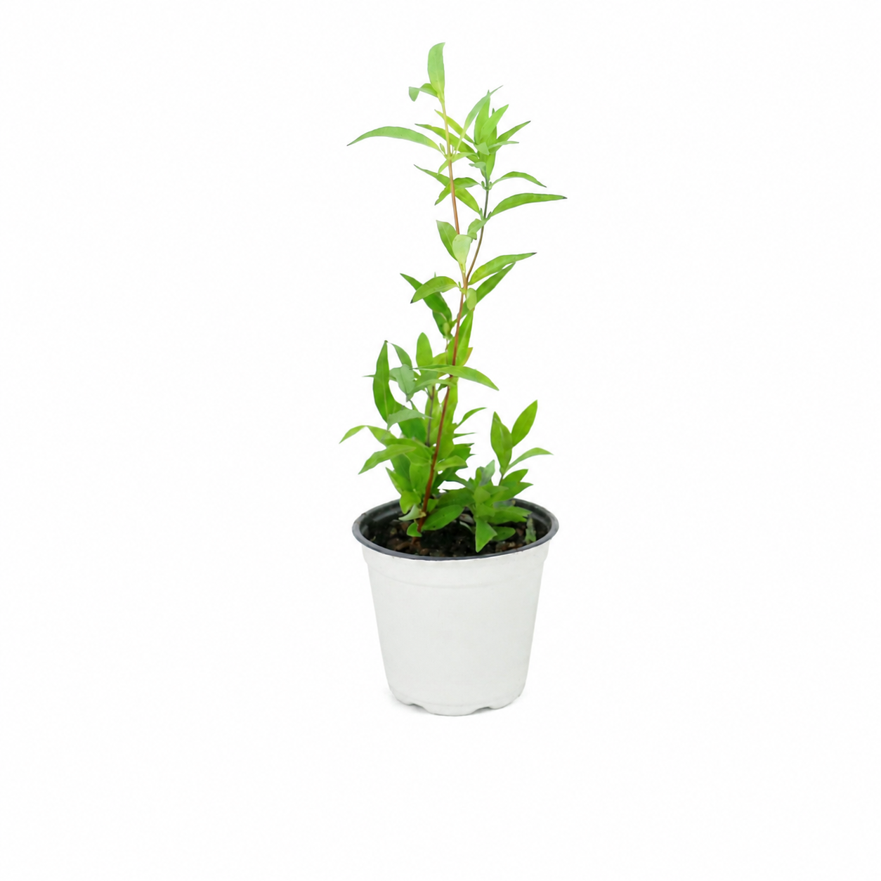 Gelsemium, Carolina Jessamine - 4" pot