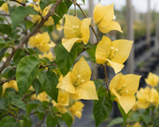 Bougainvillea 'California Gold' - 1 Gallon Pot