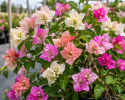 Bougainvillea 'Imperial Thai Delight' - 1 Gallon Pot