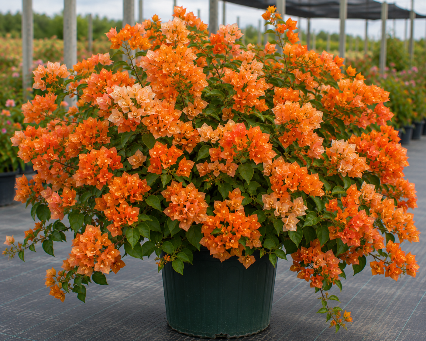 Bougainvillea 'Sundown Orange' - 1 Gallon Pot