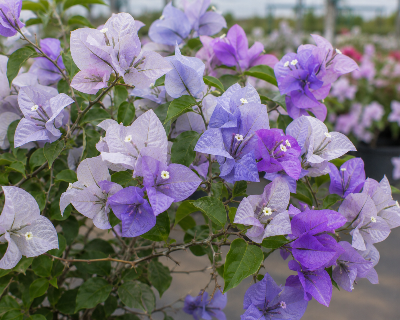 Bougainvillea 'Blueberry Ice' - 1 Gallon Pot