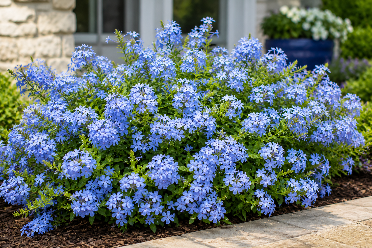 Plumbago 'Imperial Blue' - 4" (PICK UP ONLY)