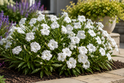 Ruellia Katie's Dwarf White - 4" Pot (PICK UP ONLY)