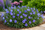 Ruellia Katie's Dwarf Blue - 1 Gallon  (PICK UP ONLY)
