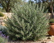 Olea europaea Olive 'Wilsonii' Shrub- 1 Gallon (PICK UP ONLY)