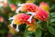 Justicia brandegeeana 'Fruit Cocktail' Shrimp Plant - 4" (PICK UP ONLY)