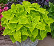 Solenostemon Coleus Salsa Verde (Green) - 4" Pot (PICK UP ONLY)