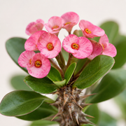 New Mini Pink Crown of Thorns  5.5" (Pot PICK UP SALE)