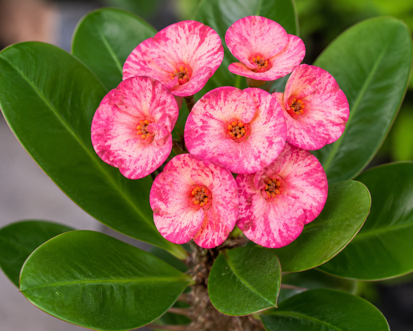 Euphorbia Pink Princess Crown of Thorns - 5.5" (PICK UP SALE)