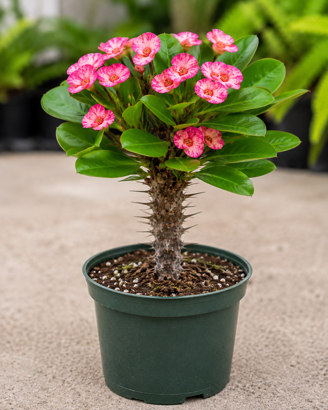 Euphorbia Pink Princess Crown of Thorns - 5.5" (PICK UP SALE)