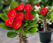 Euphorbia Red Sun Crown of Thorns - 5.5" (PICK UP SALE)