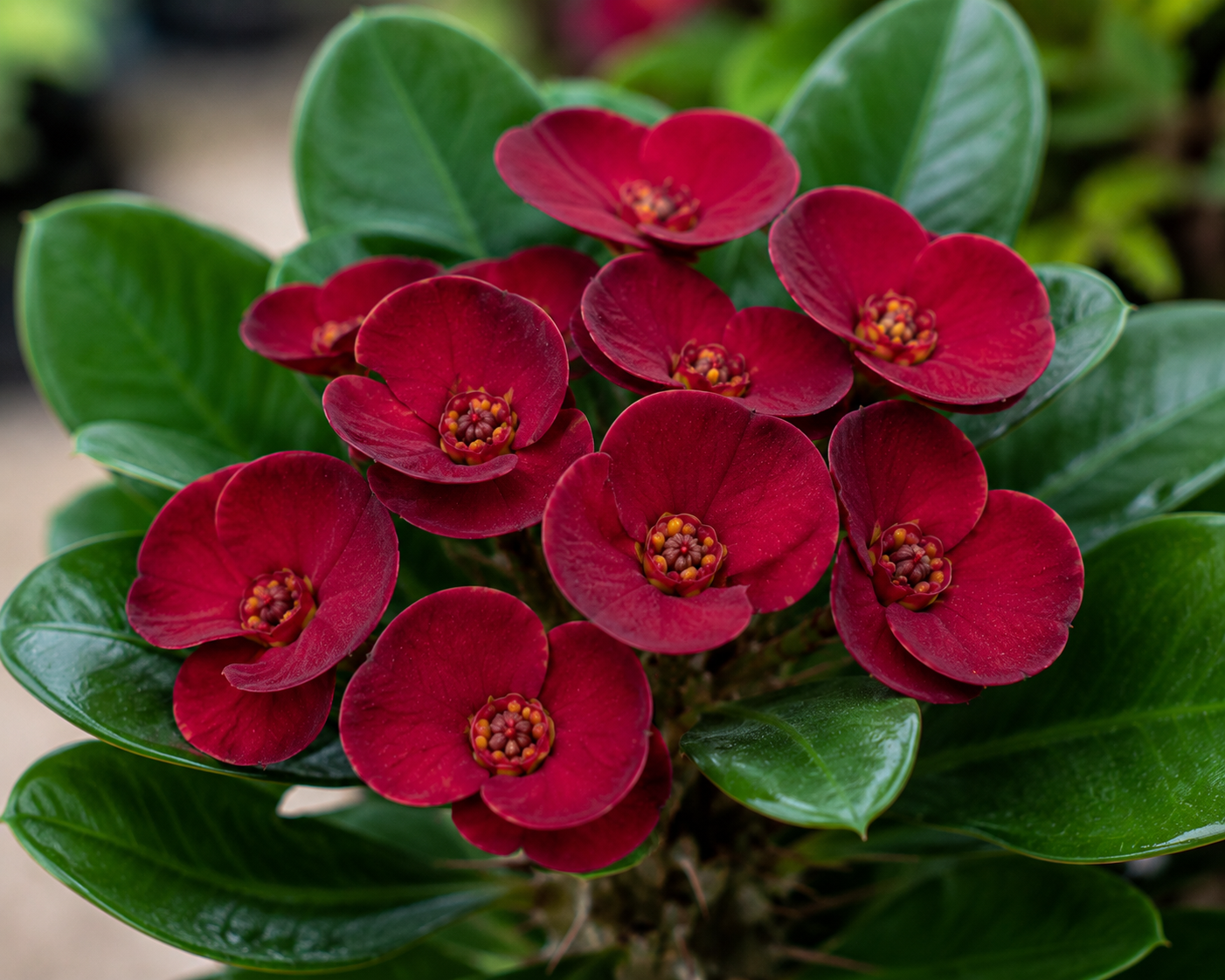 Euphorbia Century Crown of Thorns - 5.5" (PICK UP SALE)