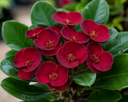 Euphorbia Century Crown of Thorns - 5.5" (PICK UP SALE)