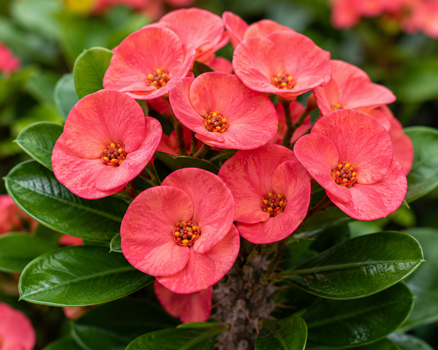 Euphorbia Sri Suparat Crown of Thorns - 5.5" (PICK UP SALE)