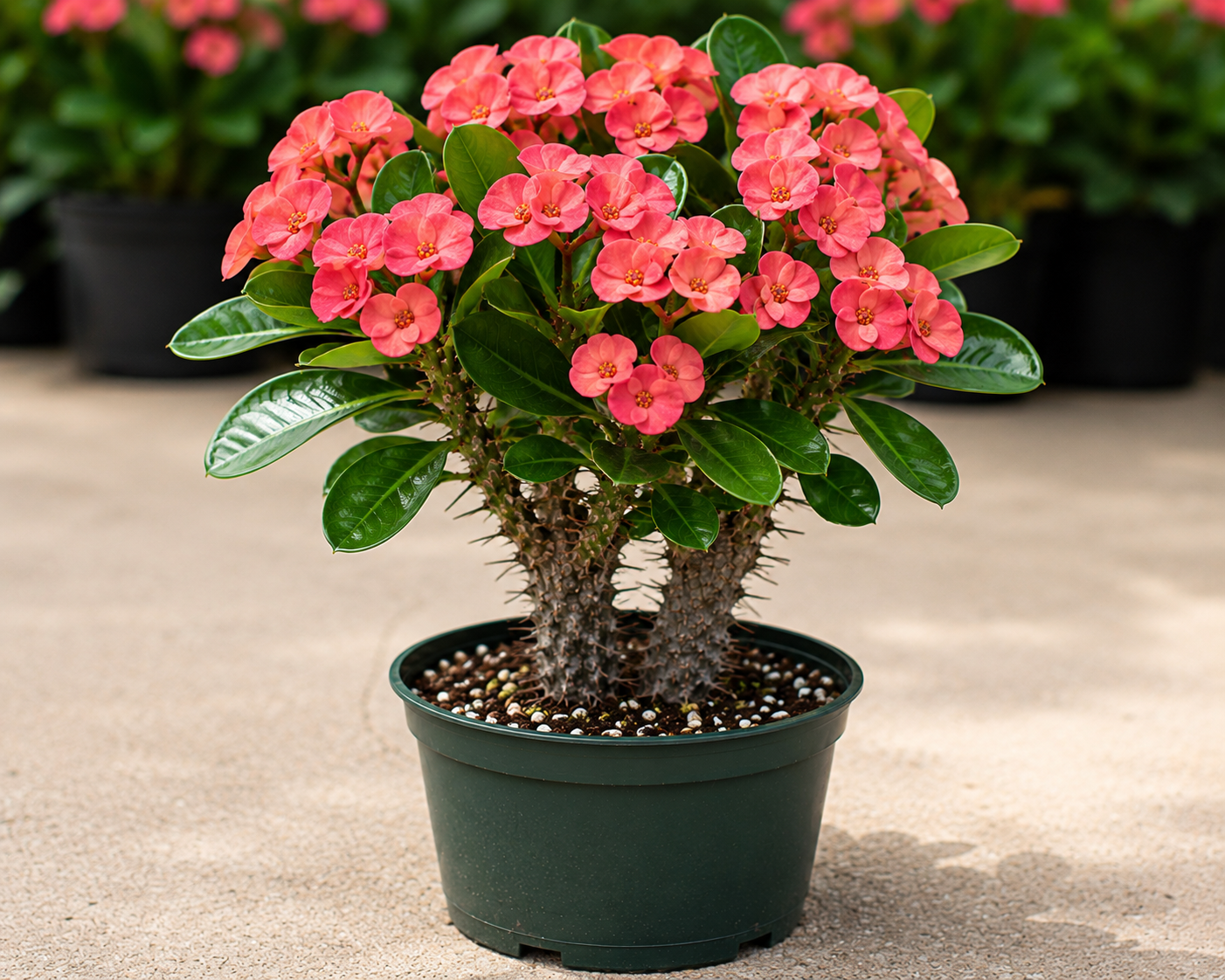 Euphorbia 'Sri Suparat' Crown of Thorns - 5.5" Pot