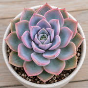 Echeveria 'Chroma' - 2.25" Pot (Pick Up Only)