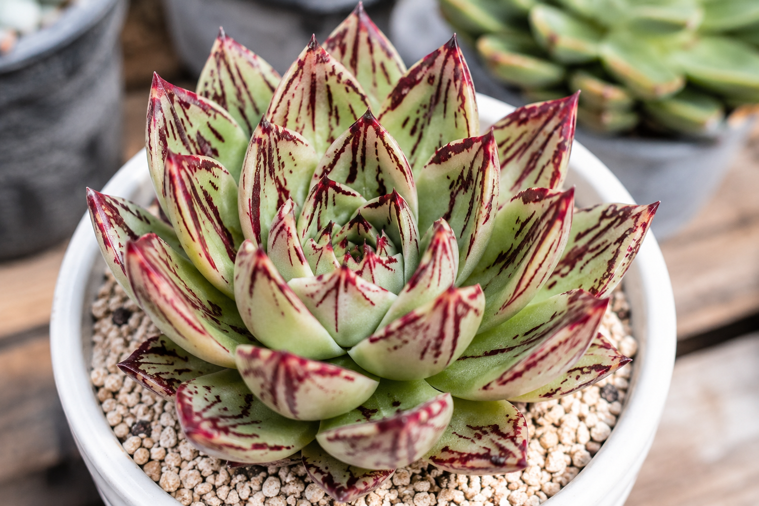 Echeveria nodulosa - 2.5"