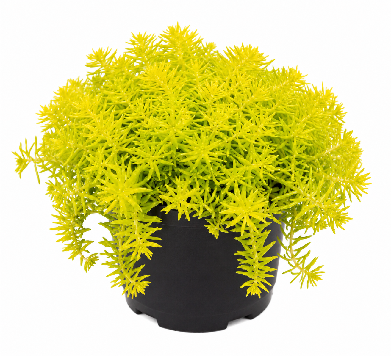 Sedum, 'Fine Leaf Gold' - 2.5" (PICK UP ONLY)