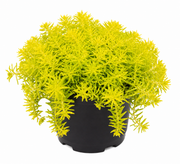 Sedum, 'Fine Leaf Gold' - 2.5" (PICK UP ONLY)
