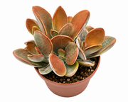 Kalanchoe orgyalis  - 2.5" (PICK UP ONLY)