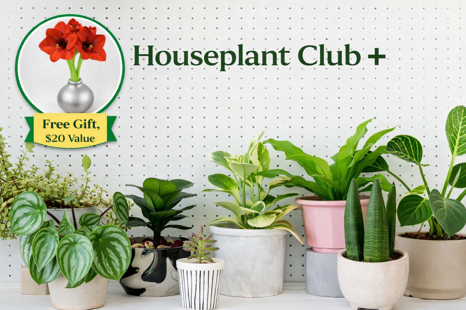 Houseplant Club PLUS - Delivered Monthly, FREE Shipping!