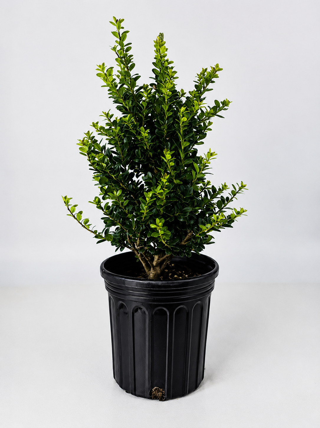 Ilex 'Pyramidalis' Pyramid Holly Shrub  -  1 Gallon