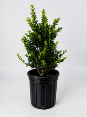 Ilex 'Pyramidalis' Pyramid Holly Shrub  -  1 Gallon