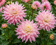 Dahlia, 'Hillcrest Candy' Bareroot - 6 Piece