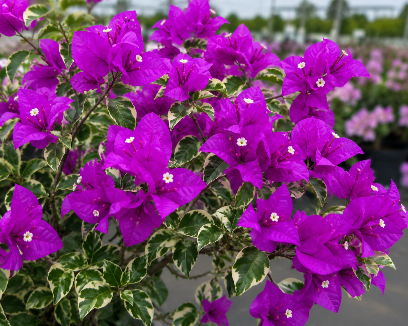 Bougainvillea 'Blueberry Ice' - 1 Gallon Pot