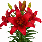 Lilium 'Summer Scarlet' Lily – 6 Piece Bulb