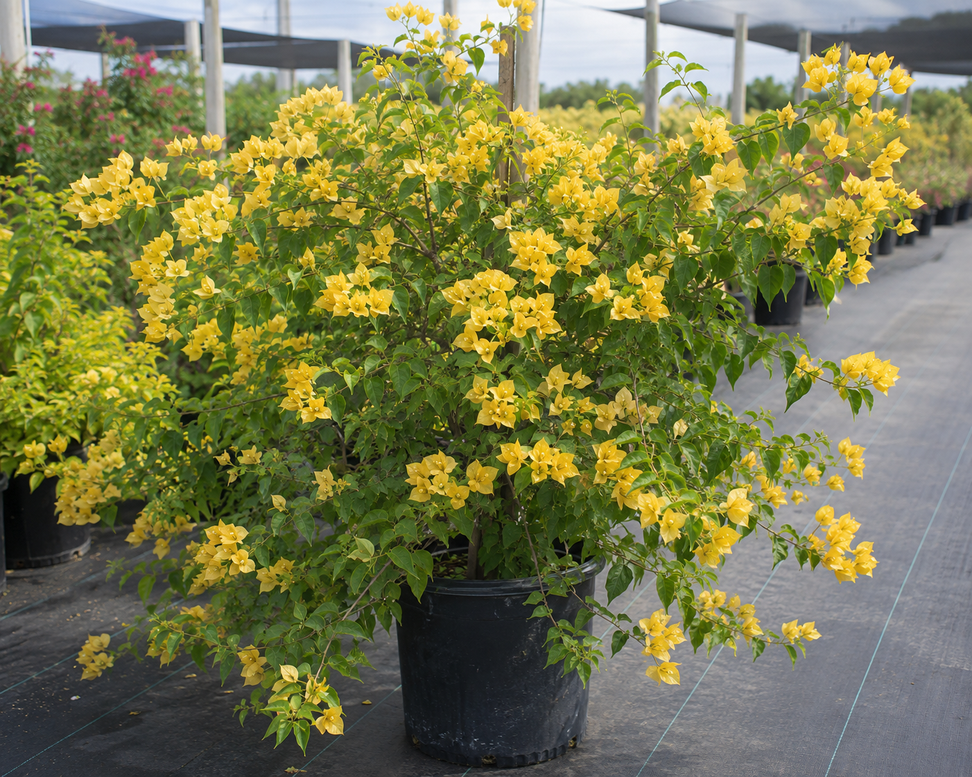 Bougainvillea 'California Gold' - 1 Gallon Pot