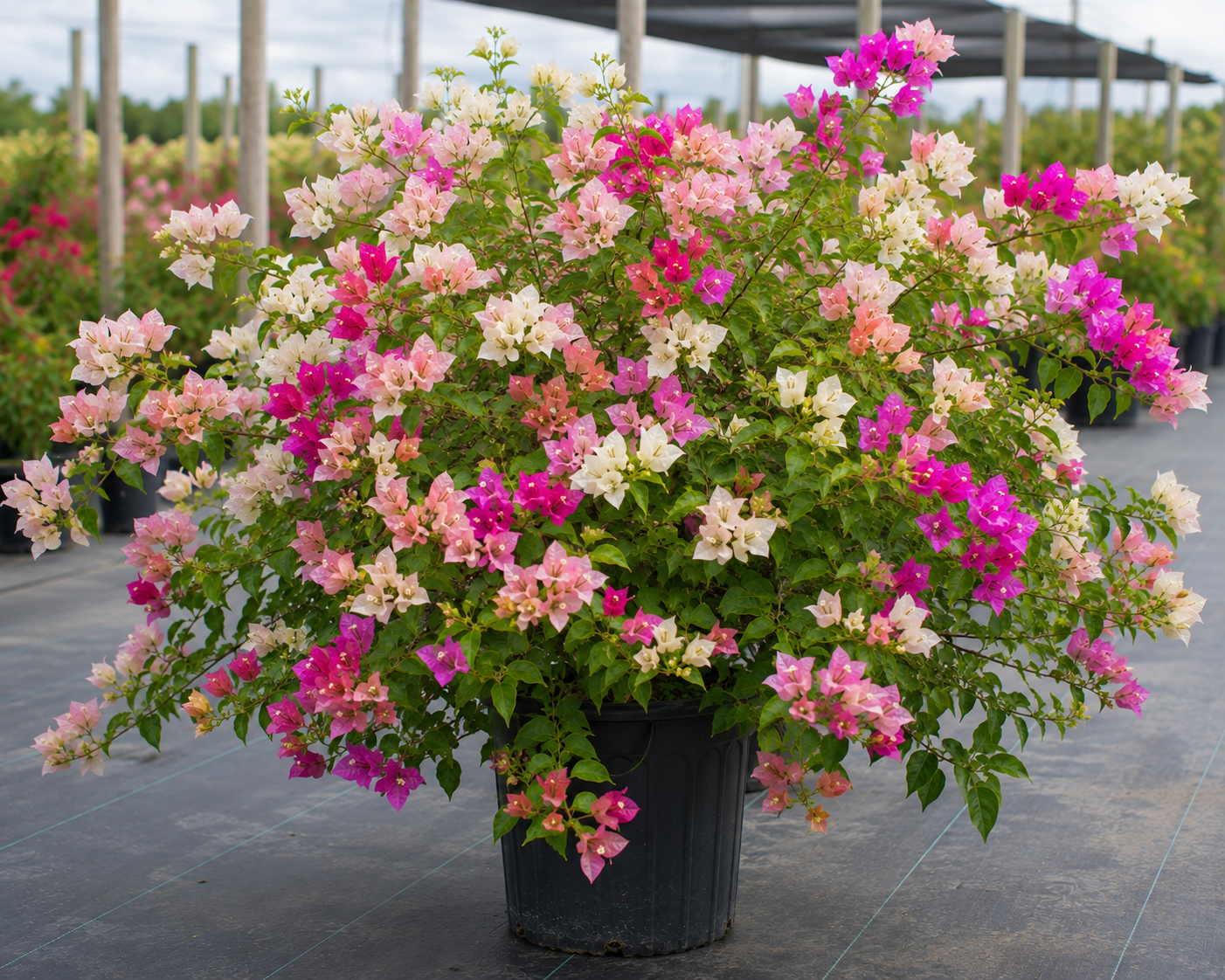 Bougainvillea 'Imperial Thai Delight' - 1 Gallon Pot