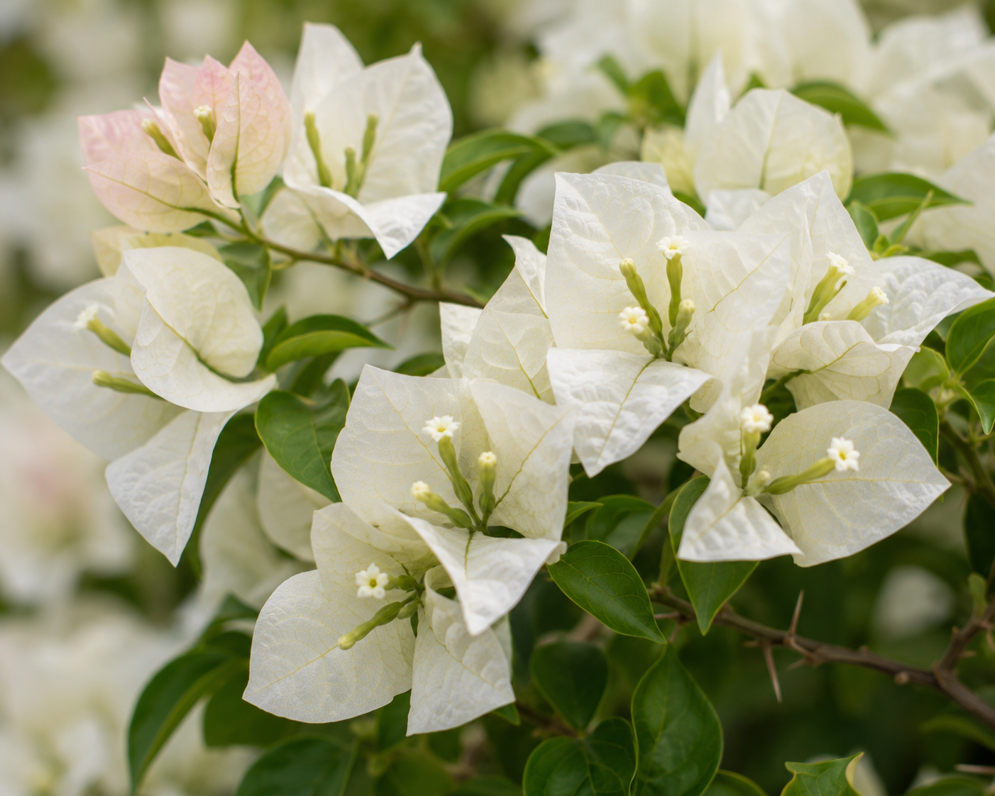 Bougainvillea 'Miss Alice' (aka Ms. Alice) - 1 Gallon Pot